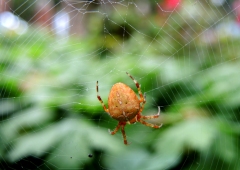 photo of spider