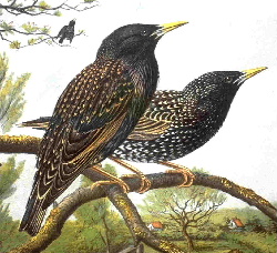 Illustration of starlings