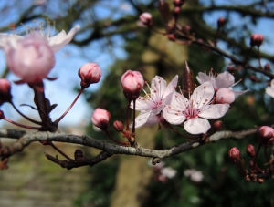 photo of cherry plum blossom