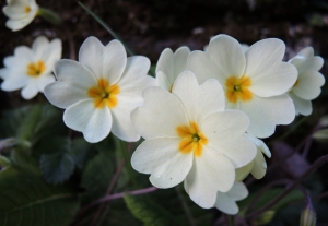 photo of primroses