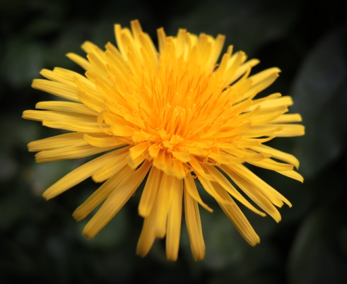 Photo of dandelion flower