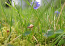 fungi-with-dog-violet