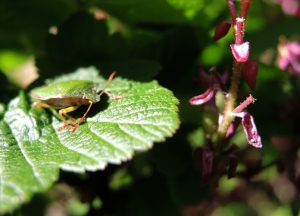 photo of green shield bug