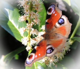 photo of peacock butterfly