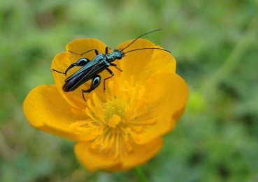 photo of flower beetle