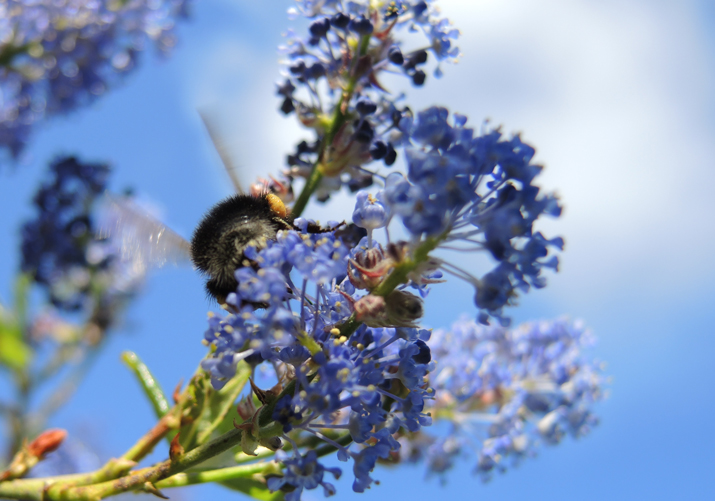 photo of bumblebee on blue blossom