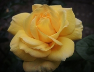 yellow-rose-2