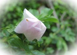 rambling-rose-bud