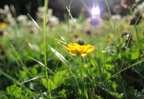 Photo of buttercup on lawn