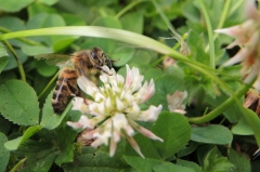 photo of honey bee on clover