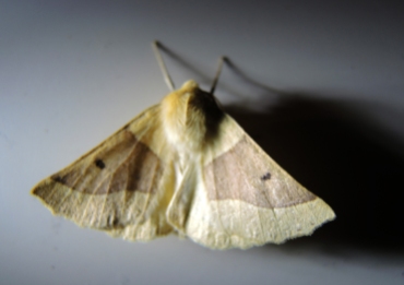 scalloped-oak-moth