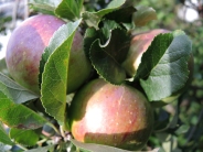 apples-ripe