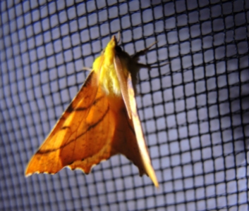 moth-yellow-2