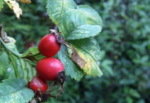 Photo of Rosehips