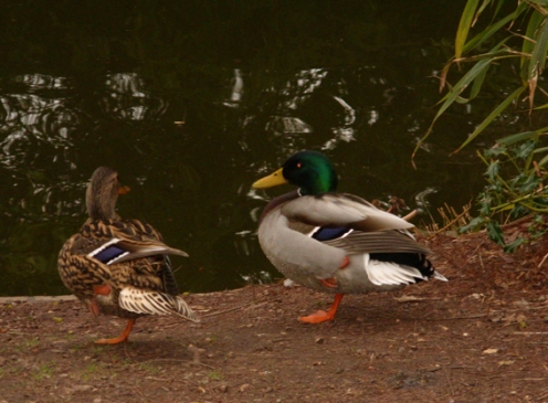wye-ducks-4
