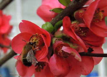 hairyfooted-flower-bee-quince-2