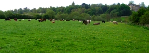 Photo of cows in field