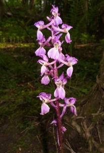 orchid-1
