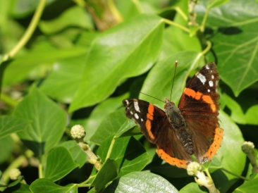 red-admiral-3-2015