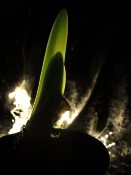 Photo of bulb sprouting