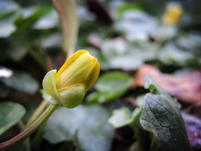 Photo of Lesser Celandine about to Flower