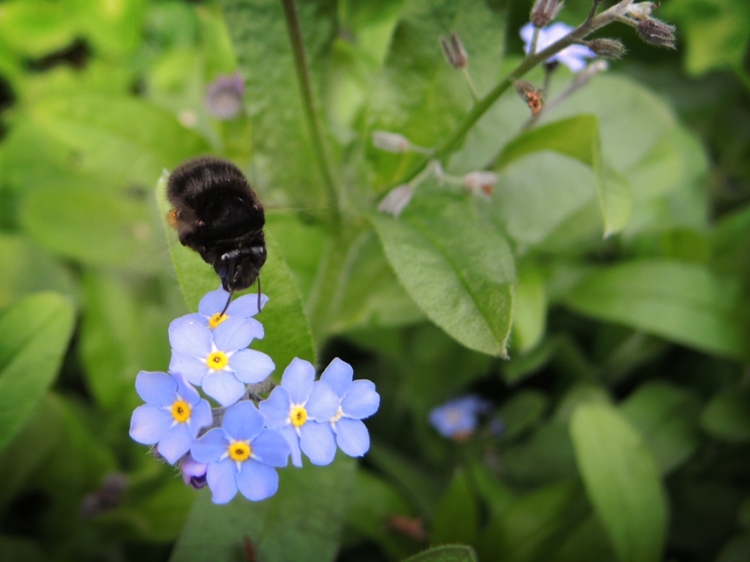 Photo of female hairy footed flower bee
