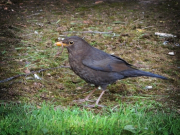 Photo of blackbird