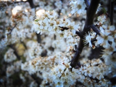 Photo of blackthorn flowers