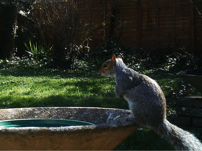 Photo of squirrel at water dish