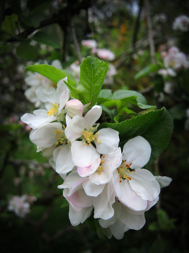 Photo of apple blossom