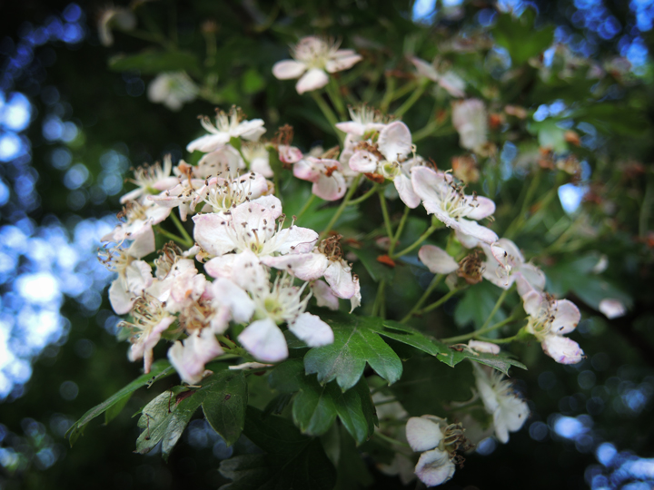 Photo of hawthorn blossom