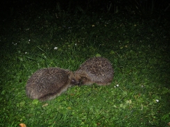 Photo of two hedgehogs