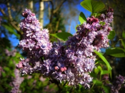 Photo of lilac flowers