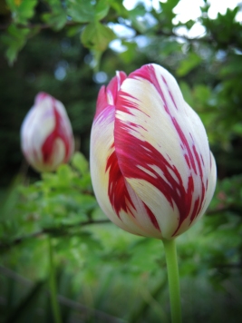 tulip-190516-e