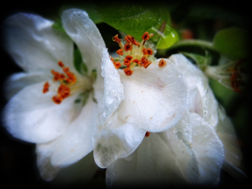 Photo of wet apple blossom