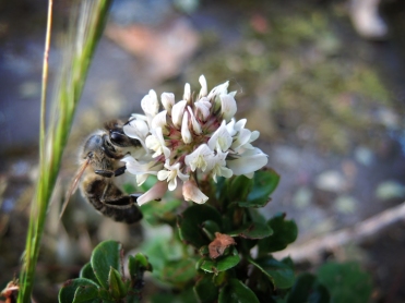 Photo of bee in white clover