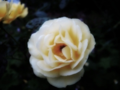 cream-rose-090616