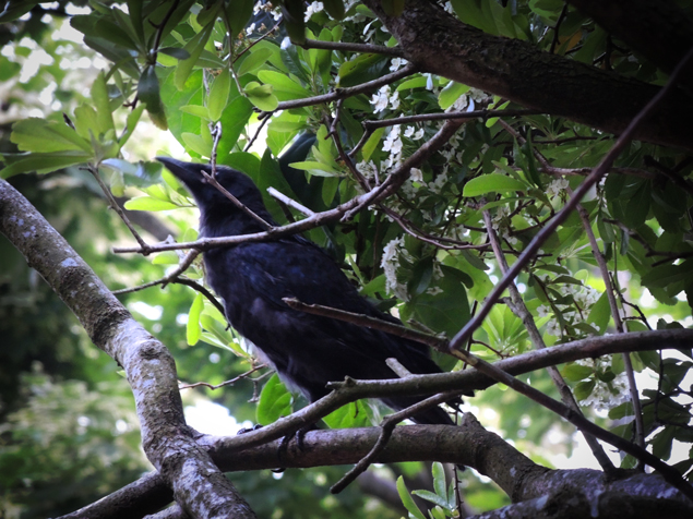 Photo of fledgling crow