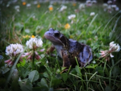 frog-in-grass-2