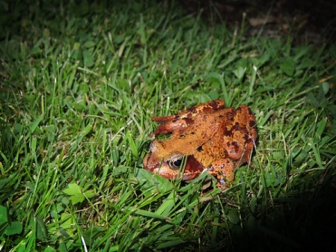 Photo of common frog