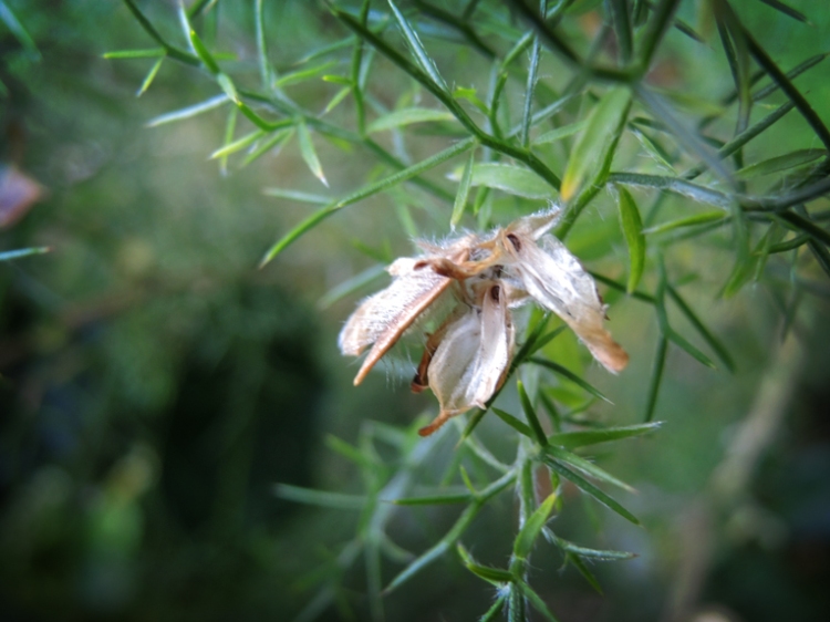 Photo of gorse seed pods