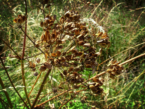 Photo of cow parsley seed head