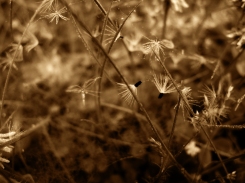 Photo of seed heads in dewy cobweb