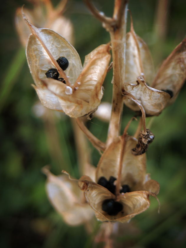 Photo of grape hyacinth seeds heads
