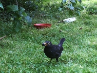 Photo of blackbird with blackberry