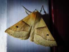 Photo of scalloped oak moth