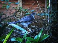 Photo of sparrowhawk