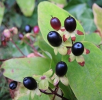 Photo of black St John's Wort berries