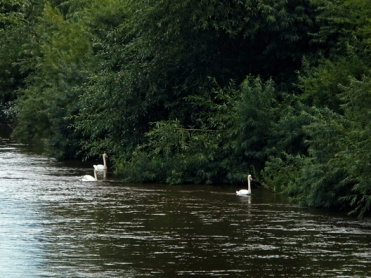 Photo of swans on river
