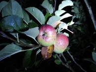 Photo of wet apples at night